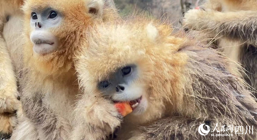 Golden snub-nosed monkeys interact with police officers in SW China’s Sichuan