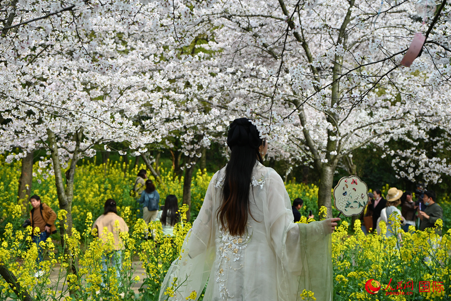 Cherry blossoms in E China’s Wuxi attract throngs of tourists