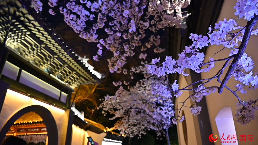 Cherry blossoms in E China’s Wuxi attract throngs of tourists