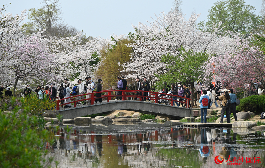 Cherry blossoms in E China’s Wuxi attract throngs of tourists