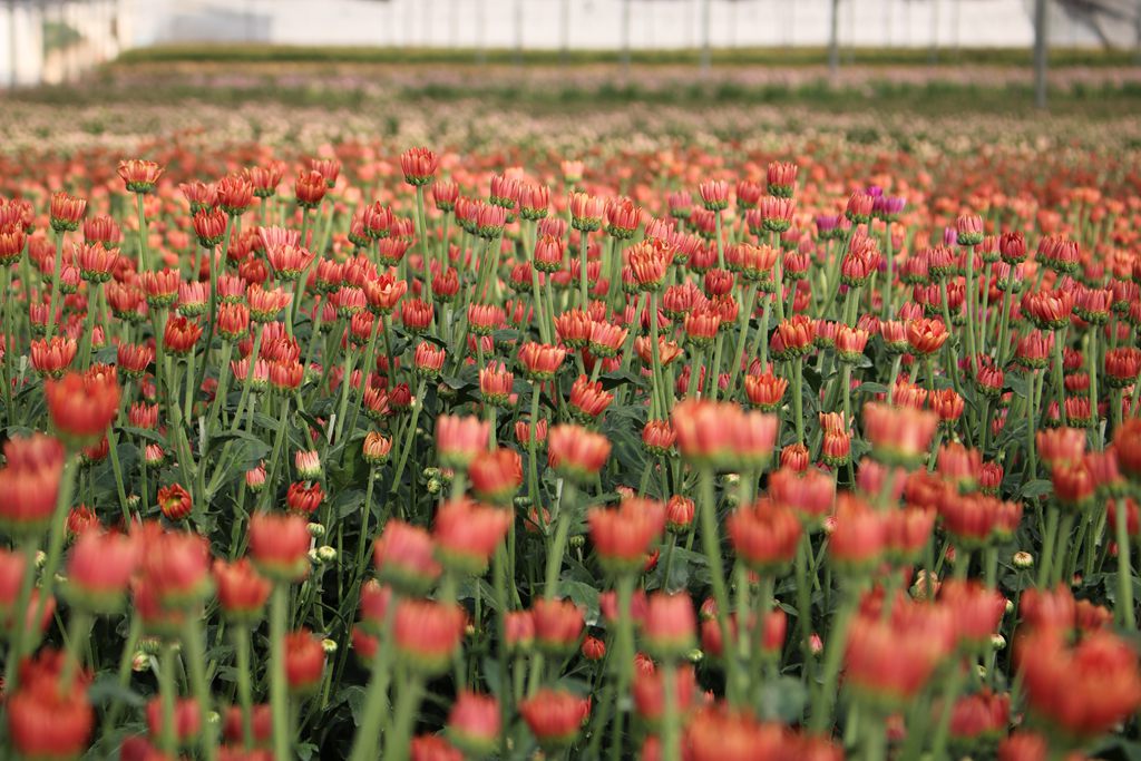 Workers busy harvesting chrysanthemums in Dongfang, S China's Hainan