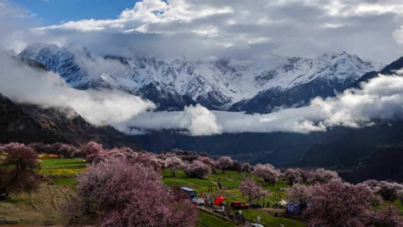 Peach blossoms in Suosong Village, SW China's Tibet