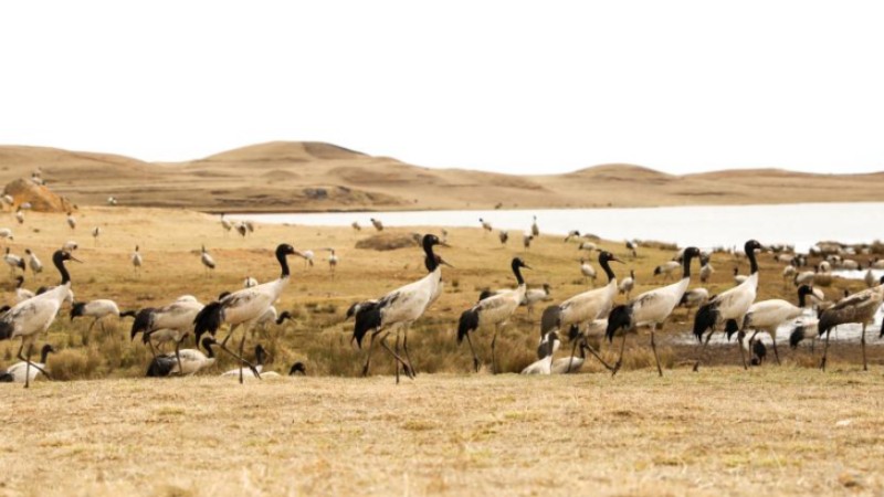 Yunnan helps cranes make migration journey