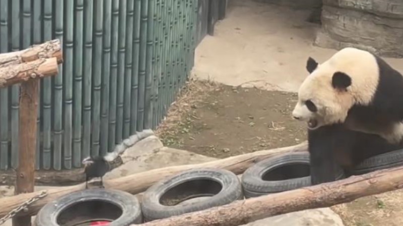 Panda annoyed after crow pulls hair from its bottom