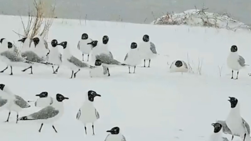 Relict gulls in snow