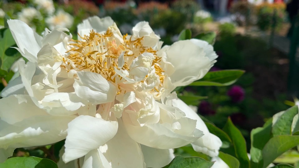 Peony blossoms present appealing spring vibe in Luoyang, C China's Henan