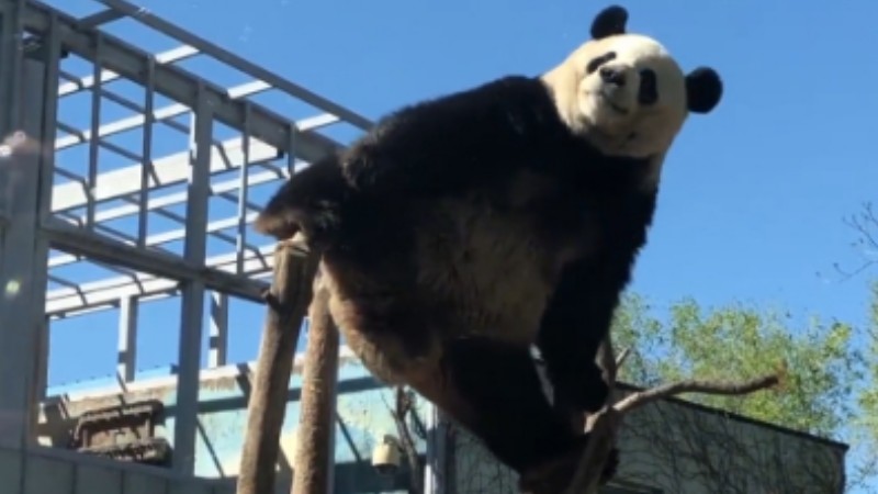 Giant panda reproduces classic pose