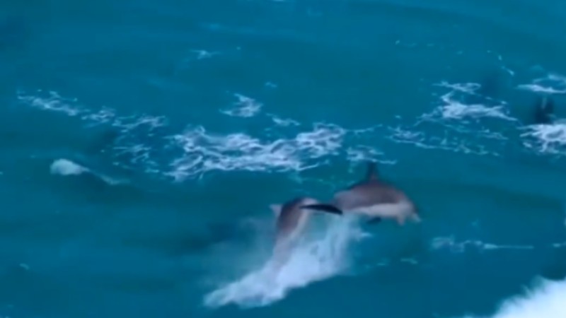 Dolphins swim freely in the East China Sea