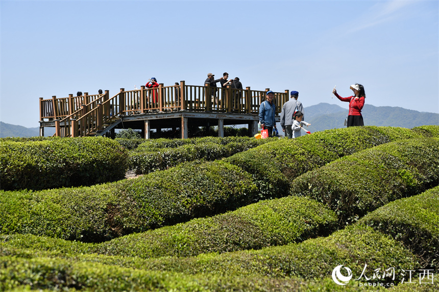 Village in E China's Jiangxi turns tea plantations into park