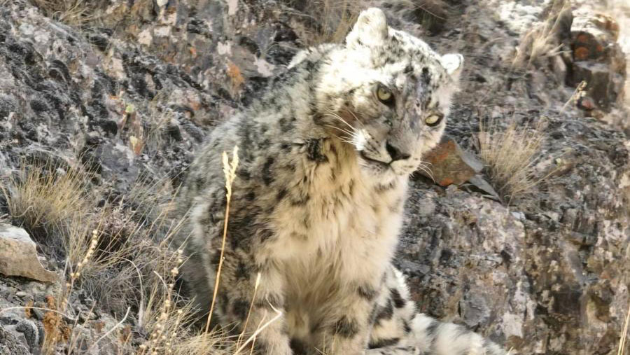 Snow leopard pictured on Qilian Mountains