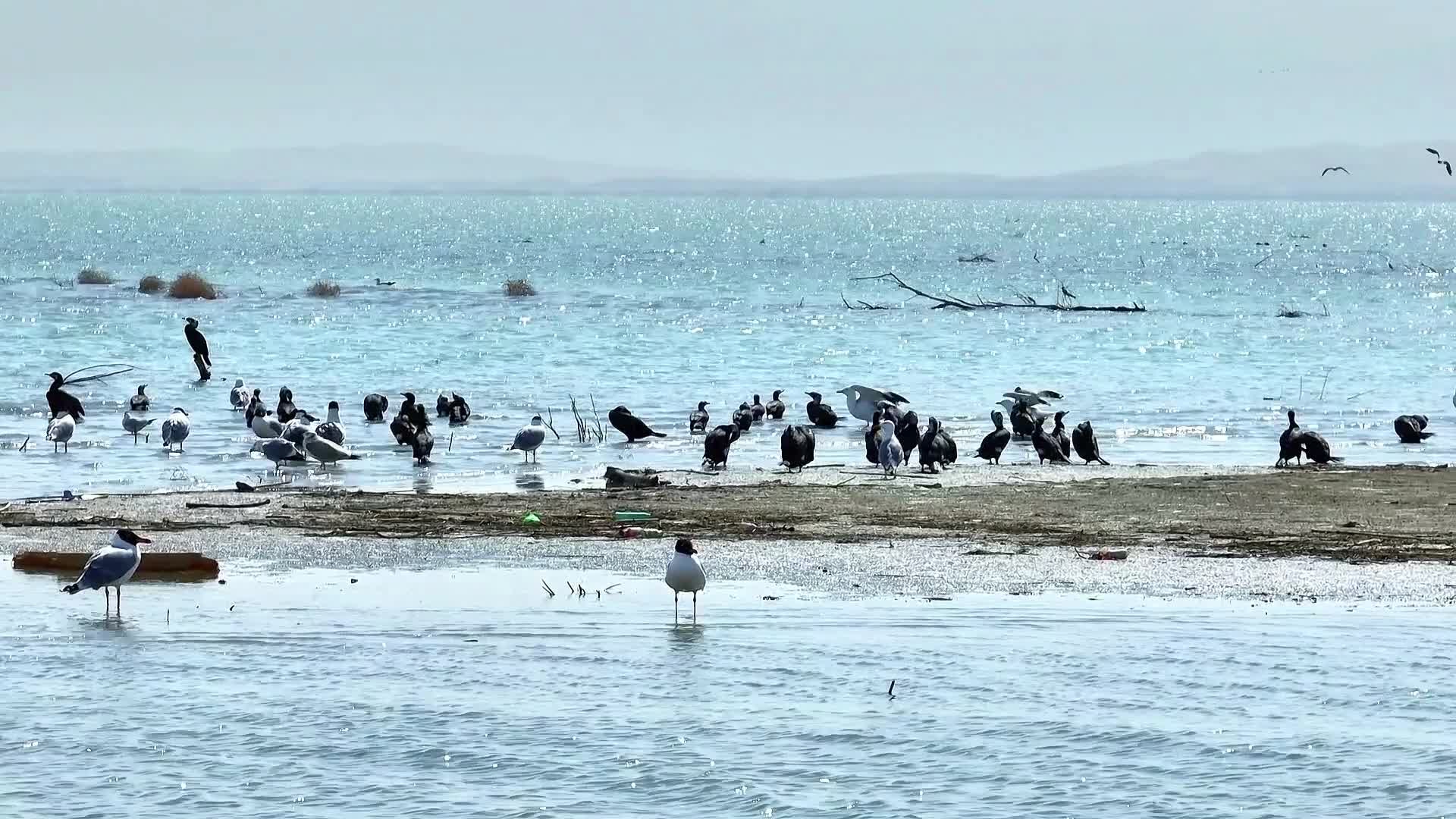 Water birds seen at Bosten Lake, NW China's Xinjiang