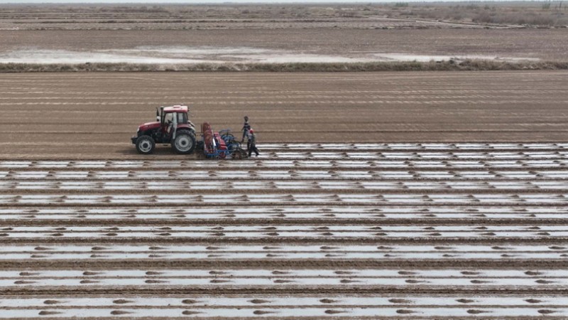 Driverless tractors sow cotton in Xinjiang