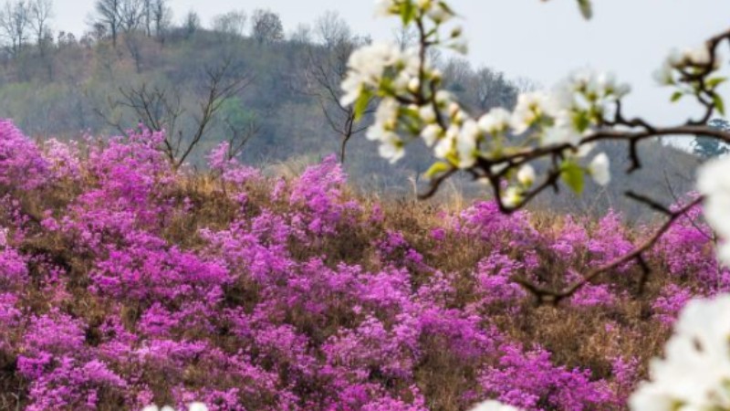 In pics: azalea scenic spot in Huangling Village, NE China