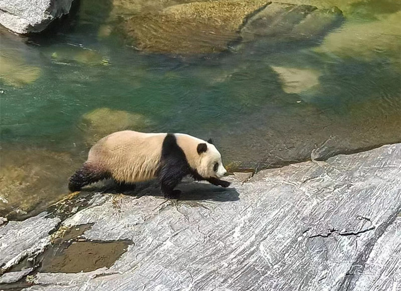 Wild giant panda seen crossing river in NW China's Shaanxi