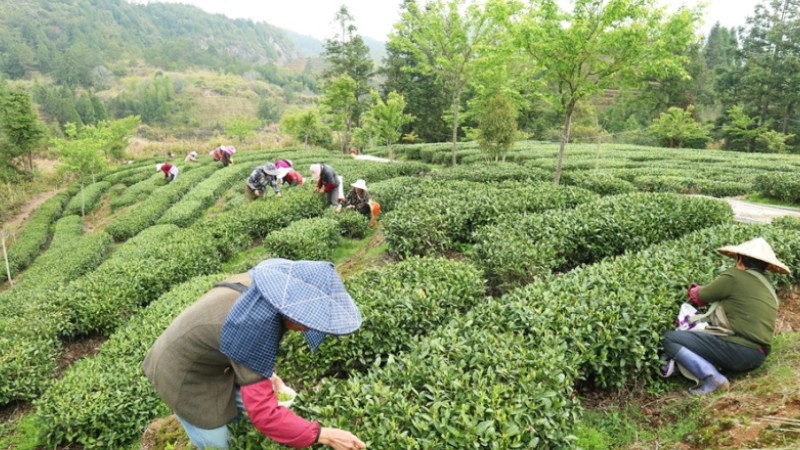 Tea industry brings wealth to locals in Yongtai, SE China's Fujian