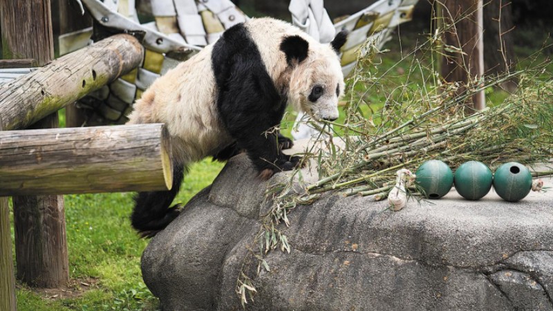 Millions welcome Ya Ya as panda arrives in Shanghai