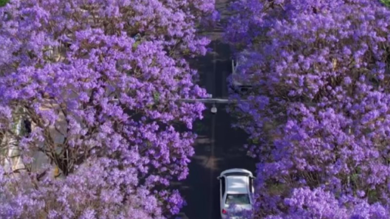 Jacaranda trees in full bloom in Kunming