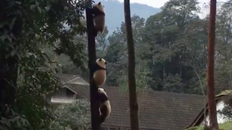 Pandas test skinny trees
