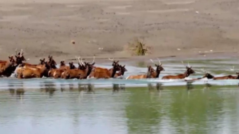 White-lipped deer cross Yarlung Zangbo River