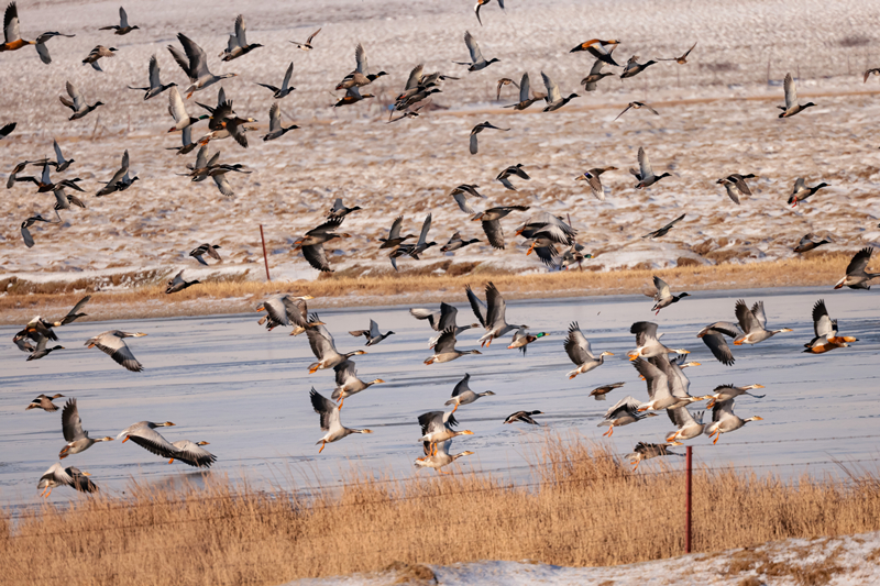 Migratory birds gather in Qilian Mountain National Park in NW China's Qinghai