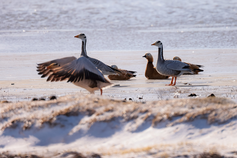 Migratory birds gather in Qilian Mountain National Park in NW China's Qinghai