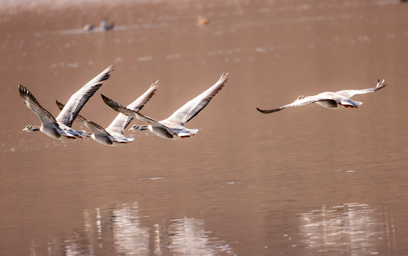 Migratory birds gather in Qilian Mountain National Park in NW China's Qinghai