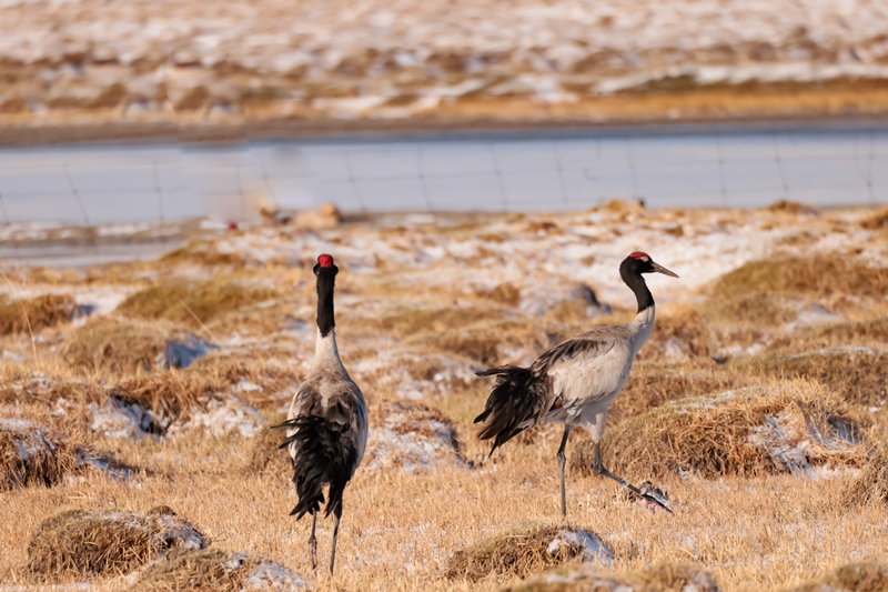 Migratory birds gather in Qilian Mountain National Park in NW China's Qinghai