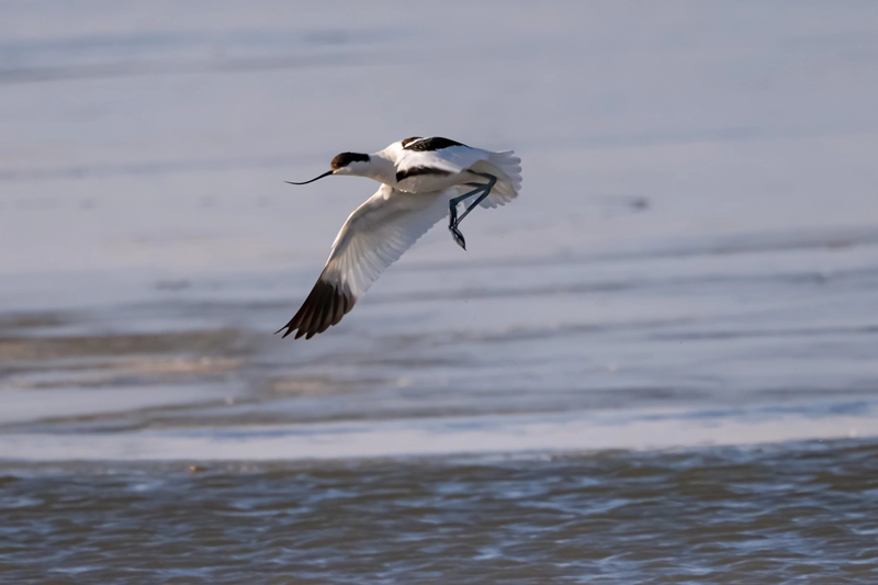 Migratory birds gather in Qilian Mountain National Park in NW China's Qinghai