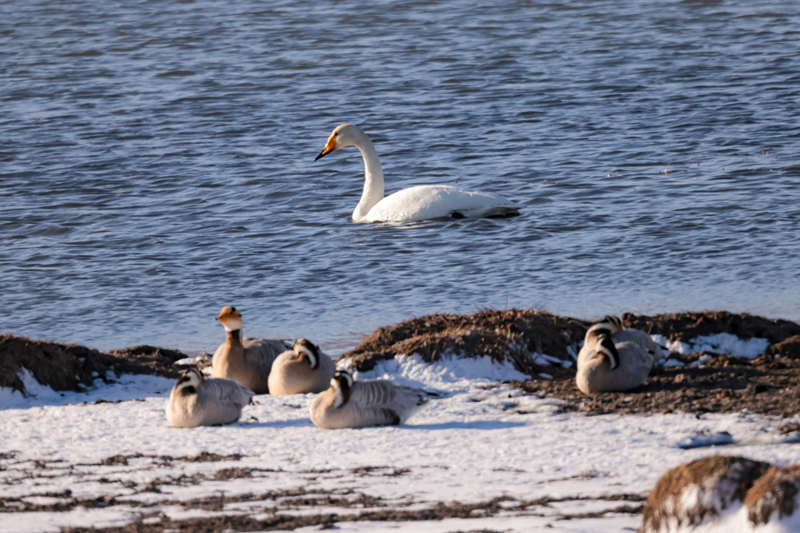 Migratory birds gather in Qilian Mountain National Park in NW China's Qinghai