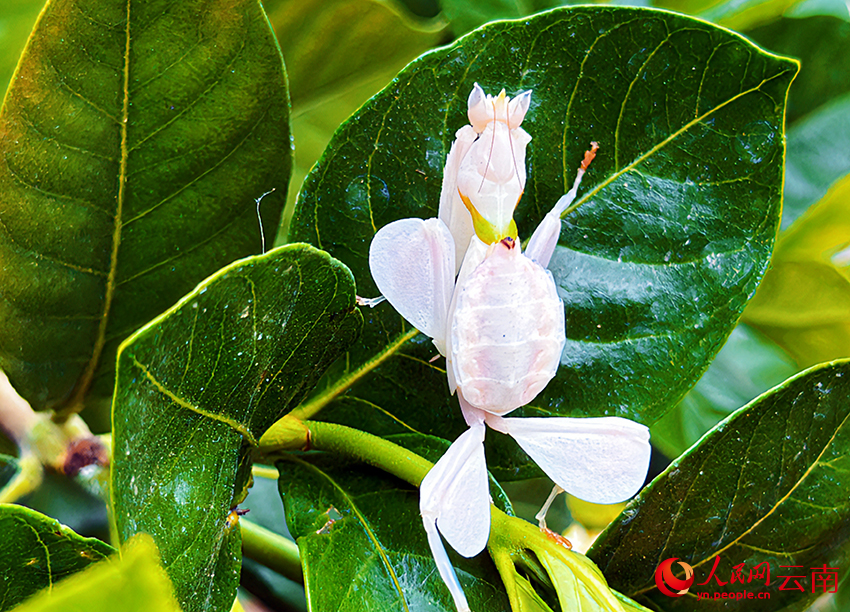 'Disguise master' orchid mantis found in SW China's Yunnan