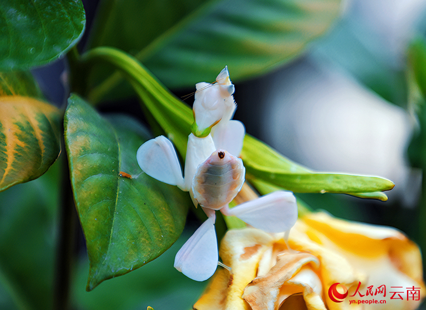 'Disguise master' orchid mantis found in SW China's Yunnan