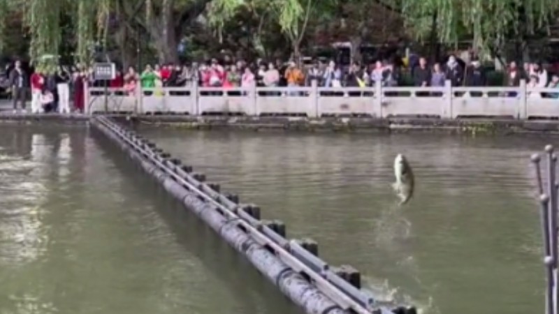 Carp jump over obstacles