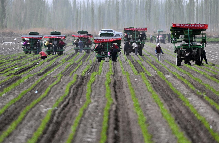 Mechanization makes chili pepper transplanting more efficient in NW China's Xinjiang