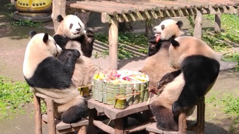 Feeding frenzy: Pandas enjoy 'hot pot' meal, then eat the pot