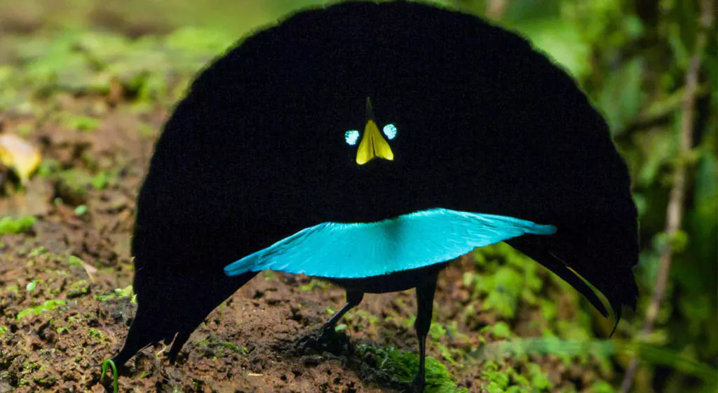 Bird of paradise shows odd courtship dance