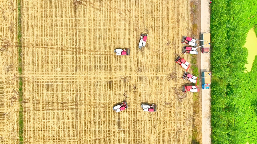Winter wheat harvest begins in Wangjiang, E China's Anhui