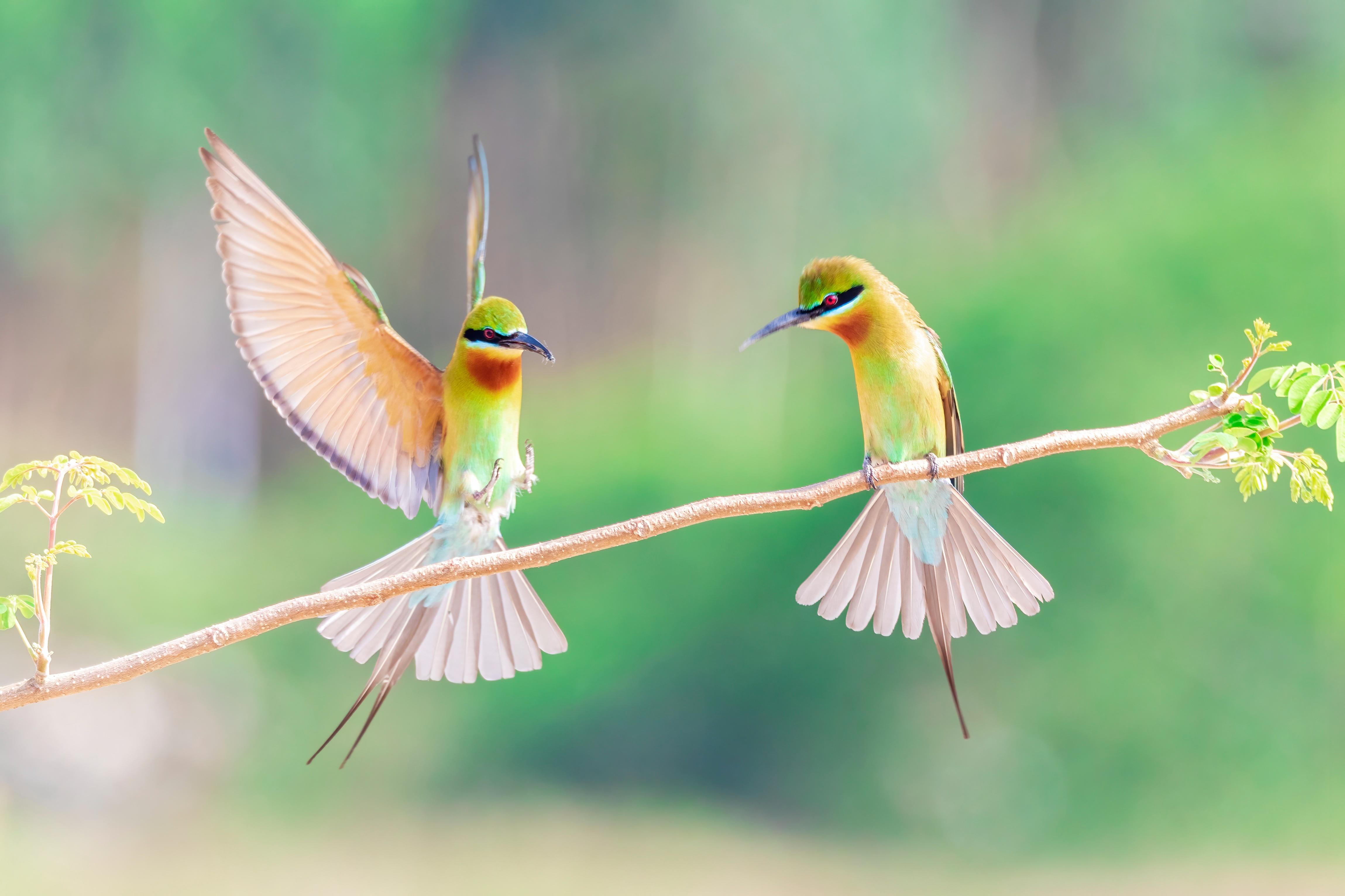 Colorful blue-tailed bee-eaters visit S China's Guangdong