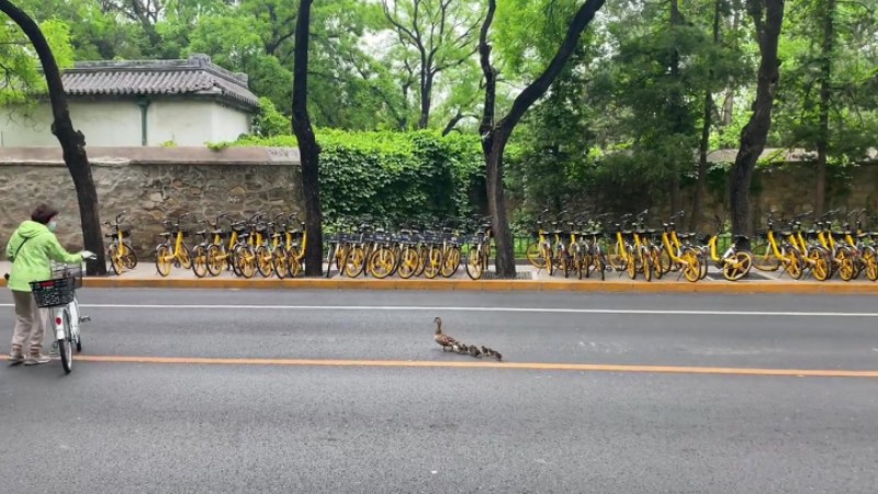 Traffic waits as ducks cross street