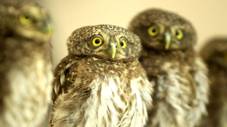 Young owls perch on police officers' desks after being rescued