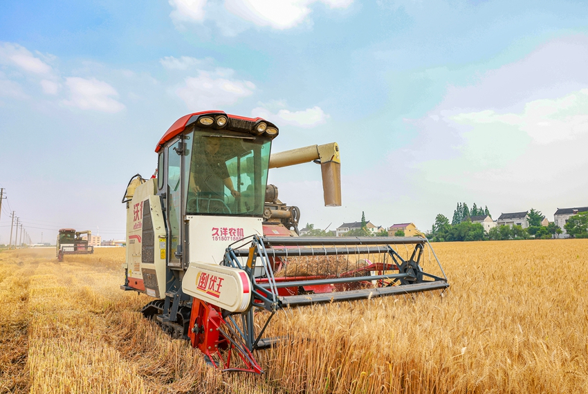 Harvesters reap wheat in Jingjiang, E China's Jiangsu Province