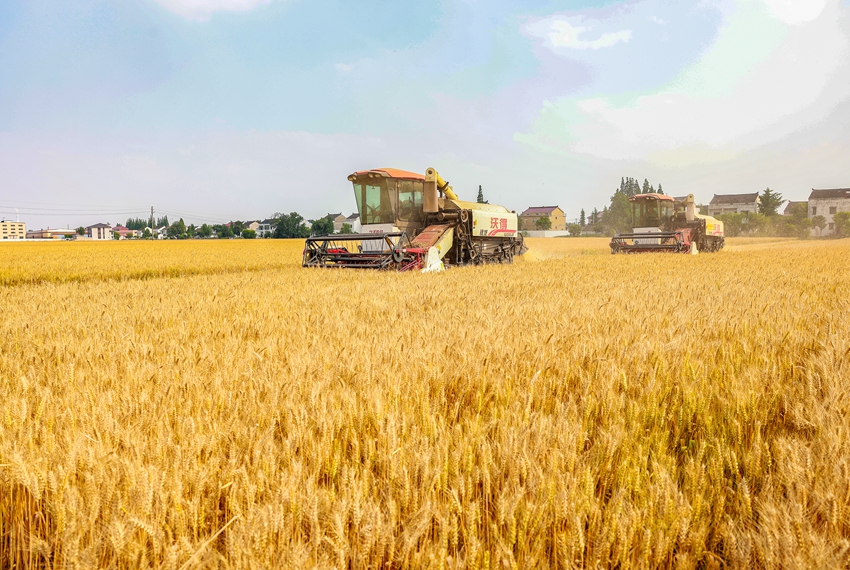 Harvesters reap wheat in Jingjiang, E China's Jiangsu Province
