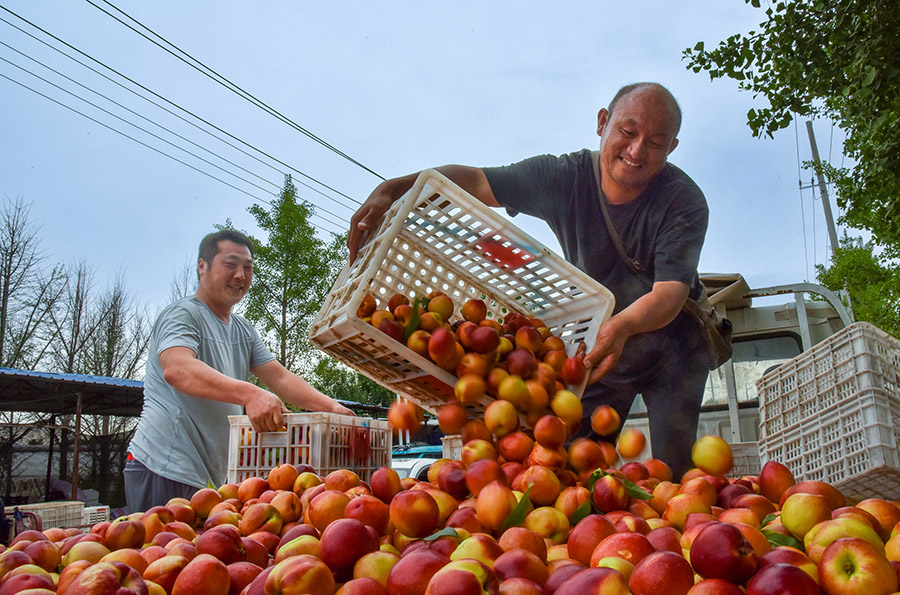 Peach harvest in Dangshan, E China's Anhui