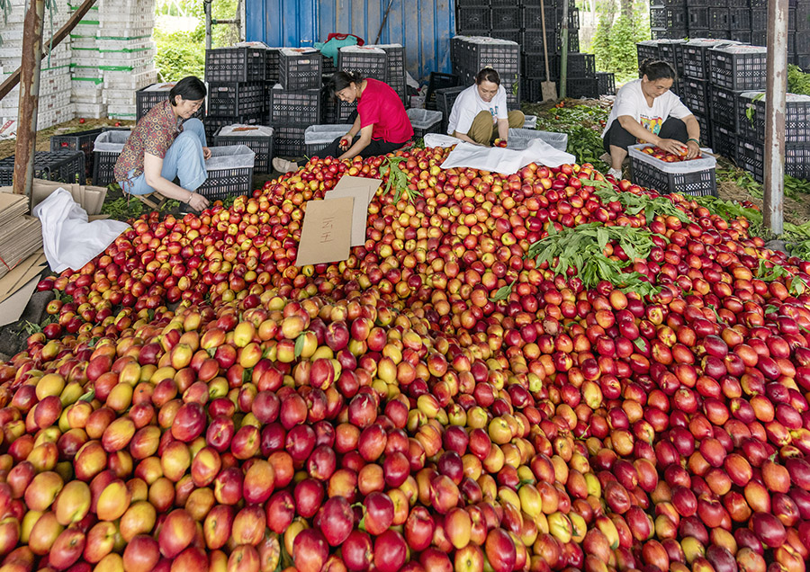 Peach harvest in Dangshan, E China's Anhui