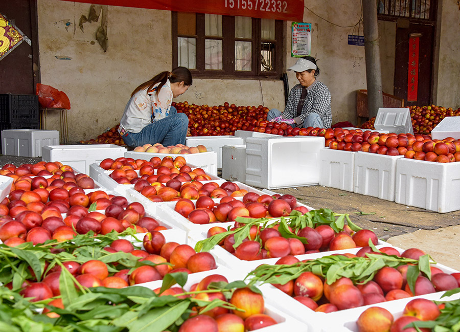 Peach harvest in Dangshan, E China's Anhui