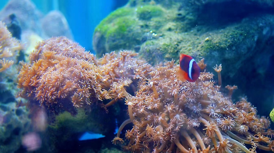 Explore Xuwen National Coral Reef Nature Reserve in China's Guangdong