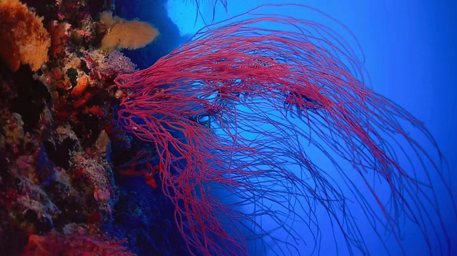 Explore Xuwen National Coral Reef Nature Reserve in China's Guangdong