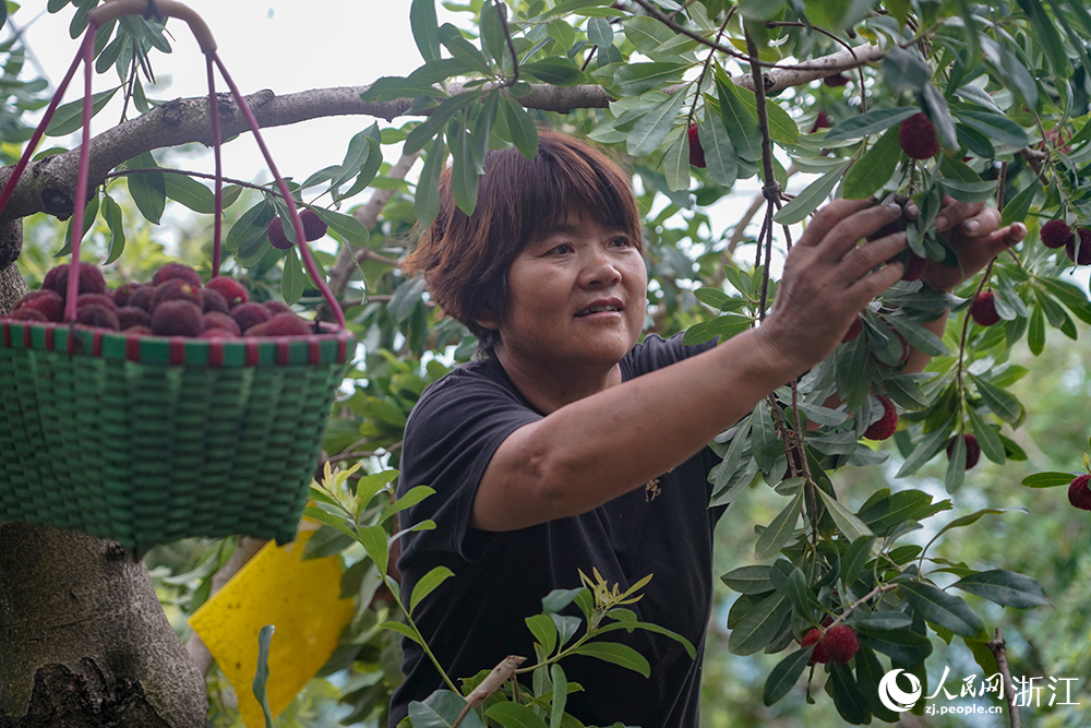 Bayberry growers in E China's Xianju county find way to prosperity