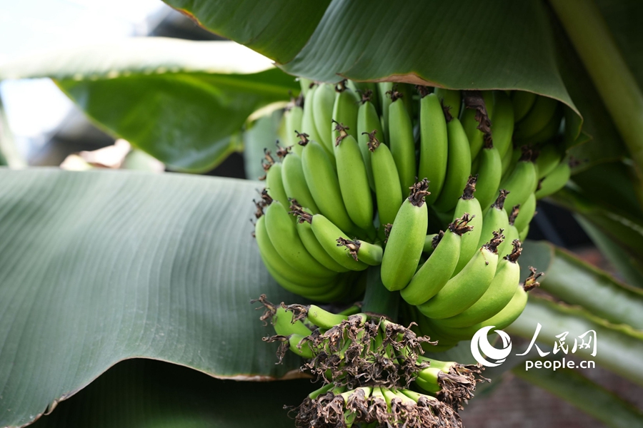 Banana trees grow well in Beijing's Pinggu district