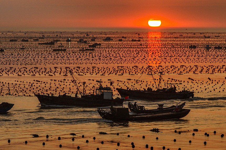 Abundant harvest celebrated at China's largest seaweed production base