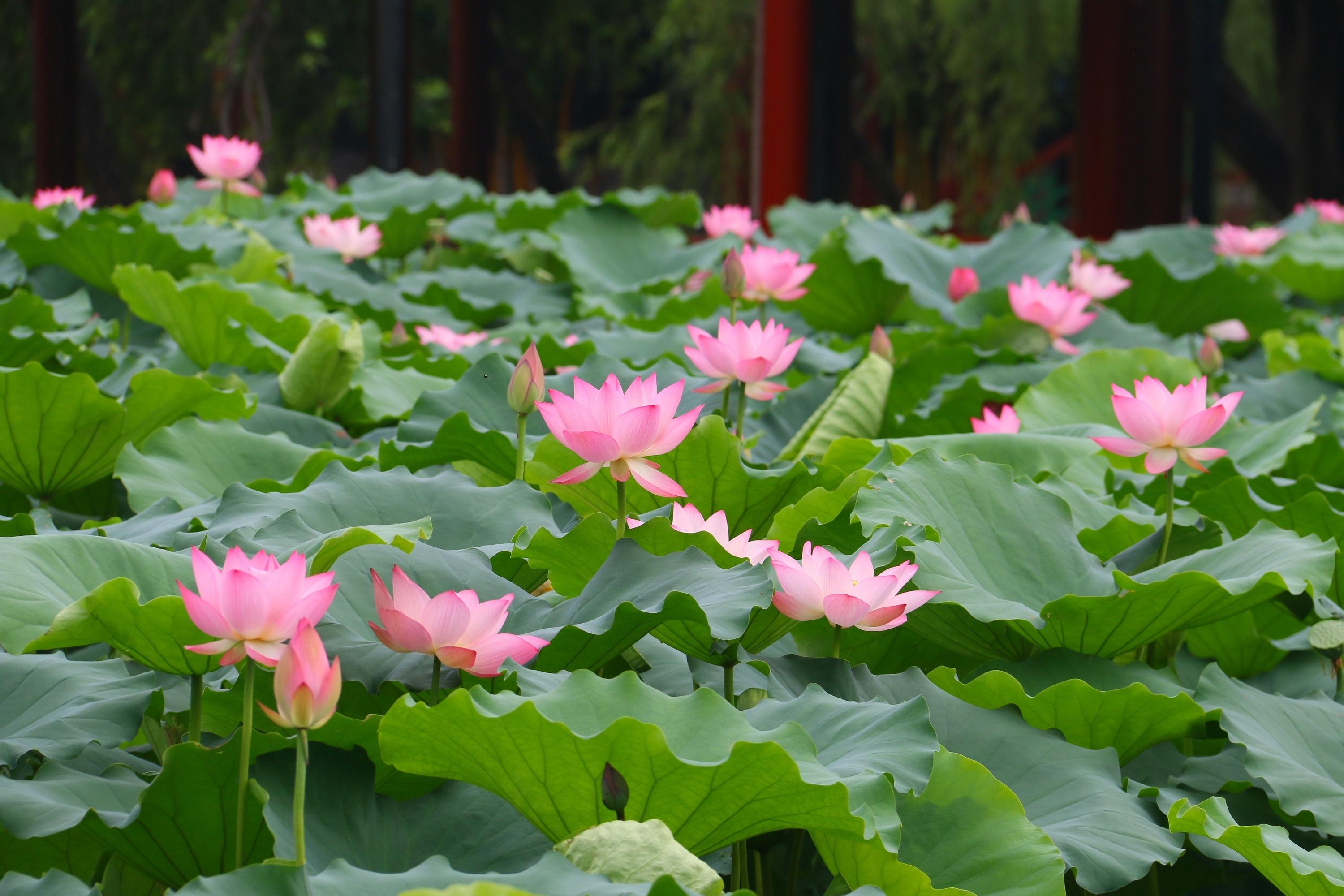 Blooming lotus flowers grace S China's Guangzhou